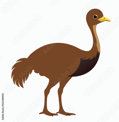 Emu on white background