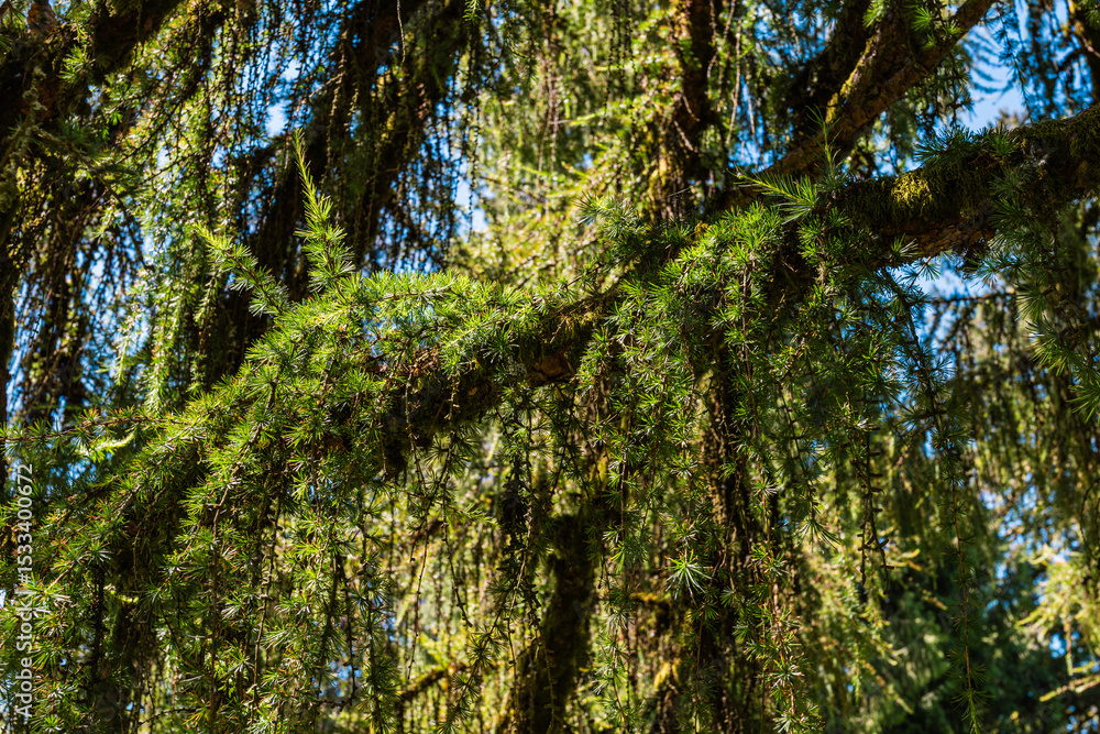 Fototapeta premium Lush Green Branches with Moss Against Blue Sky