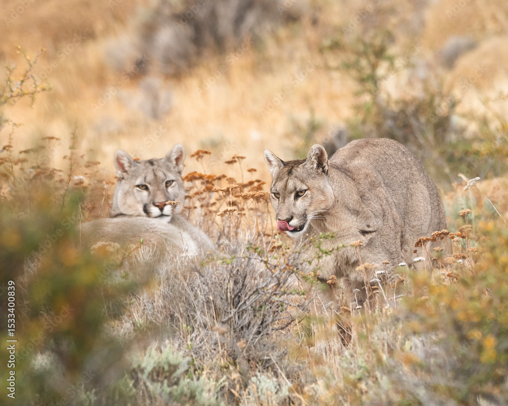 Naklejka premium Pumas in Torres del Paine National Park, Patagonia