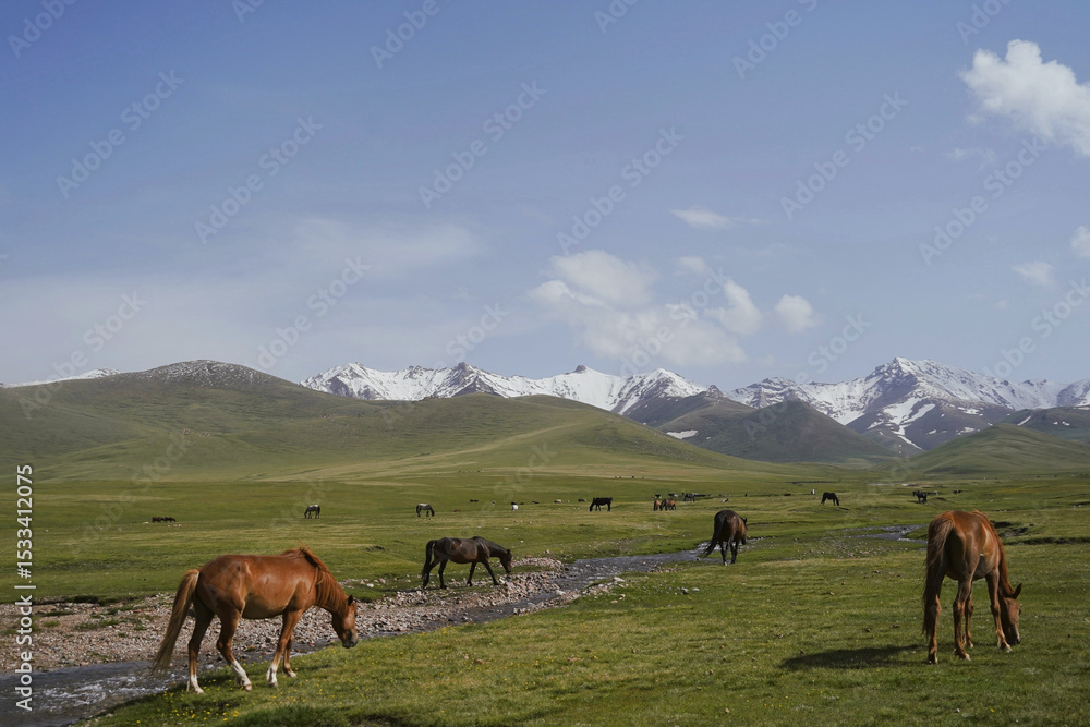 Fototapeta premium Horses drinking from stream on mountain pasture
