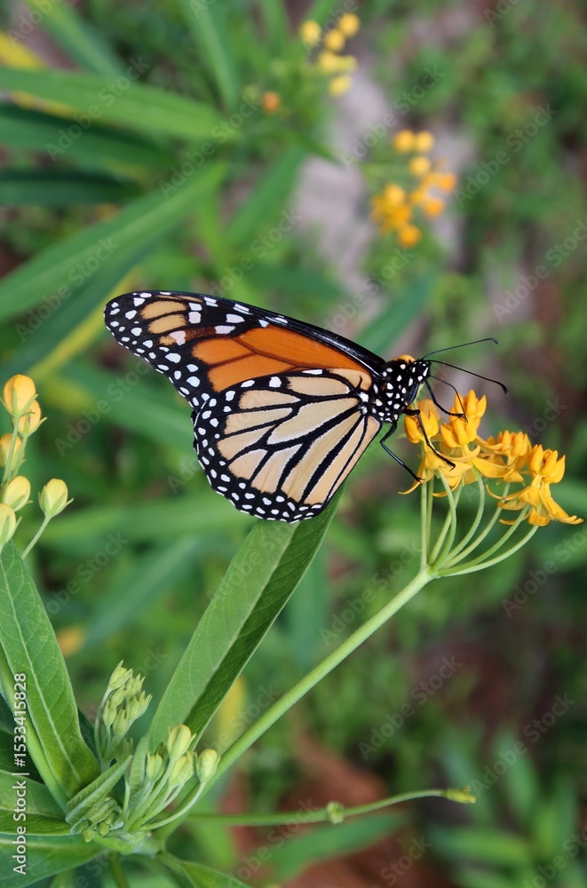 Monarch butterfly on yellow asclepias flowers in Florida nature, closeup Monarch butterfly on yellow asclepias flowers in Florida nature, closeup
