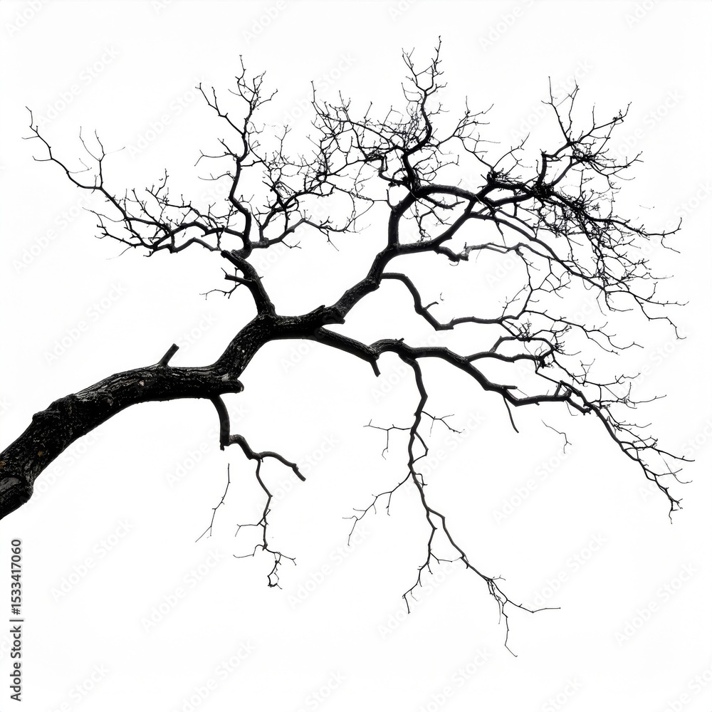 Fototapeta premium Bare Tree Branch Silhouette Against White Background