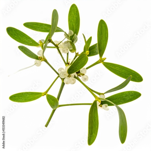 Wallpaper Mural Mistletoe Branch with White Berries and Green Leaves Torontodigital.ca