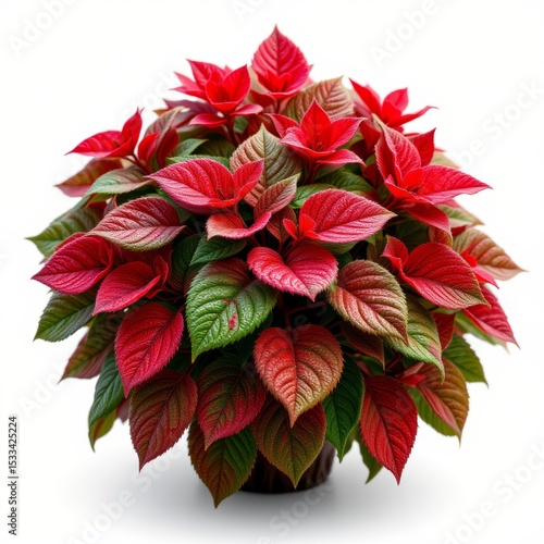 Wallpaper Mural Red Flowering Plant in Pot Torontodigital.ca