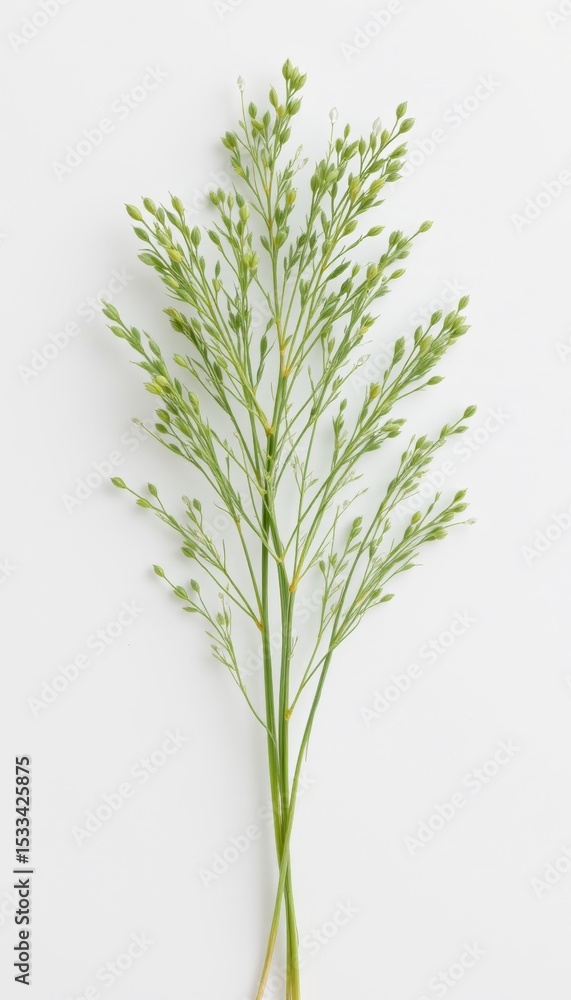Fototapeta premium Delicate Green Grass Sprig on White