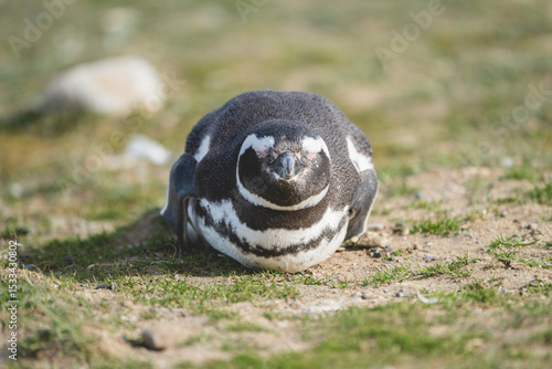 Magellanic Penguin, Patagonia