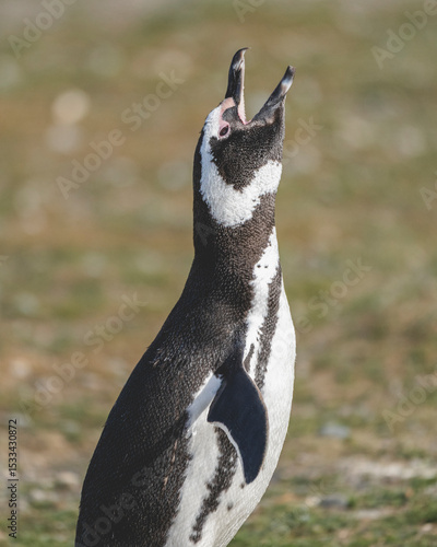 Magellanic Penguin, Patagonia