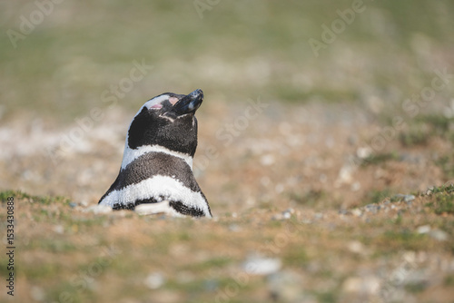 Magellanic Penguin, Patagonia