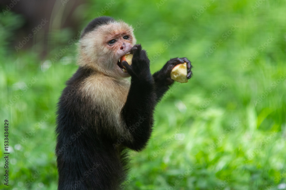 Naklejka premium Colombian white-faced capuchin (Cebus capucinus) in the forest