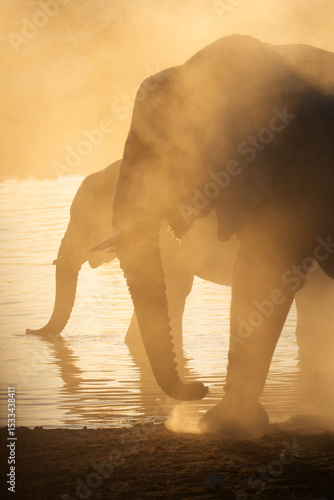 A herd of desert adapted elephants walk away from a dusty waterhole at sunset. Etosha National Park, Namibia.