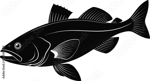 Vector illustration of a marine cod fish on a white background, perfect for seafood, fishing, or aquarium designs