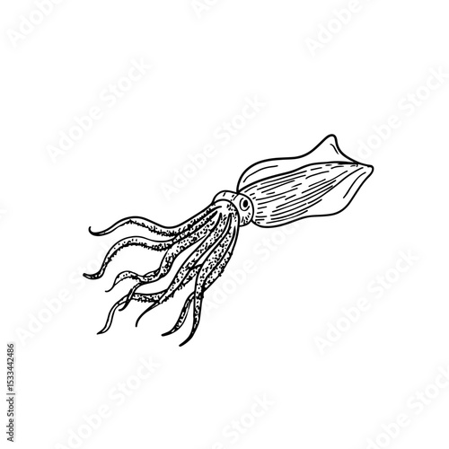 Intricate hand-drawn squid vector illustration, perfect for ocean-themed designs, marine biology projects, or seafood restaurant branding. Detailed line art, black and white.