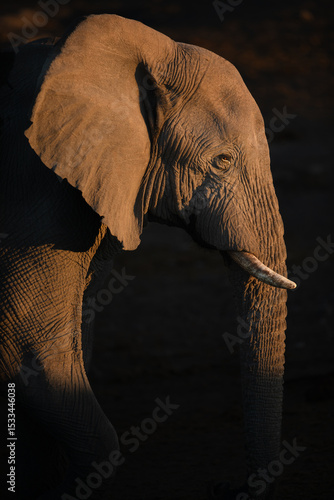 A portrait of a desert elephant bull in the last rays of light, Namibia.