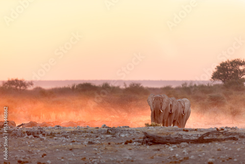Three bull desert elephants marching in golden light.