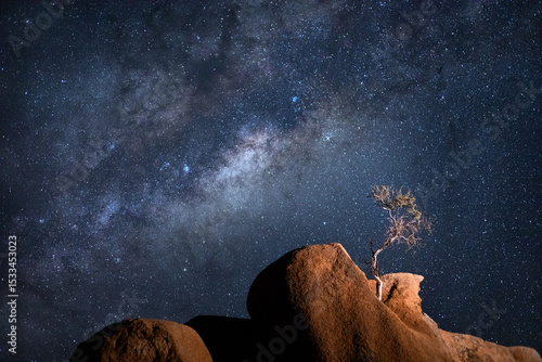A small tree grows from a granite rock formation under the Milky Way, Spitzkoppe, Namibia.