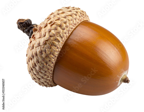 Brown acorn with cap isolated on white background.