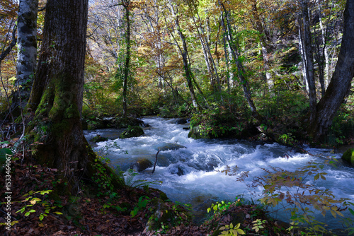A tranquil mountain stream flows past an ancient mossy tree in the Oirase Gorge during autumn, Aomori, Japan.
