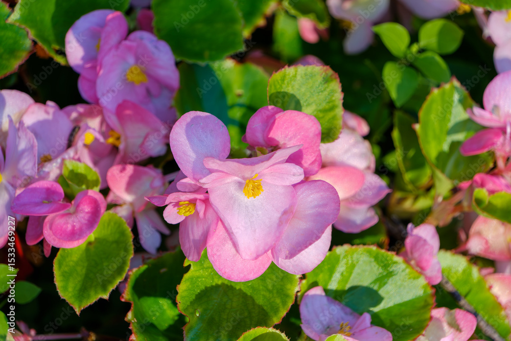 Obraz premium ピンクのベゴニアが咲き誇る花壇のクローズアップ