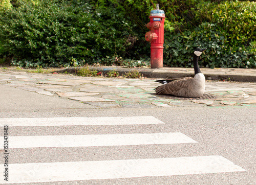 Canada Goose Resting by Urban Crosswalk