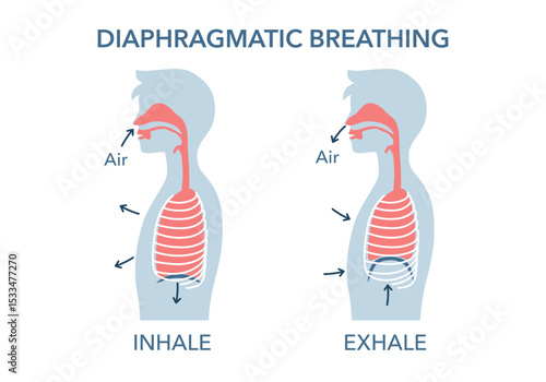 Inhalation and Exhalation process respiratory system side view structure diagram schematic vector illustration. Medical science educational illustration
