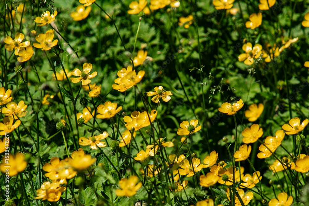 Obraz premium Field of Vibrant Yellow Buttercup Flowers