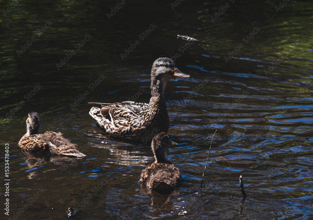Fototapeta premium Mother Duck and Ducklings in a Pond