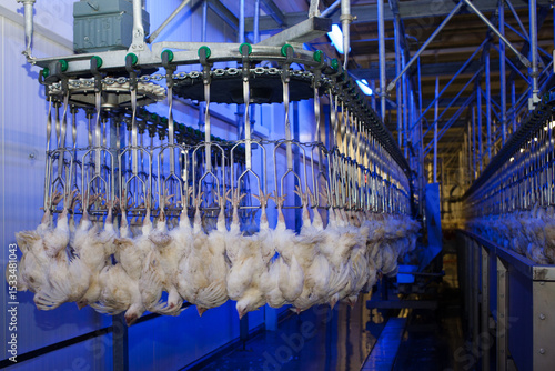 Conveyor with broiler chickens on the production line for chicken meat production. Blue lamps illuminate the food processing workshop