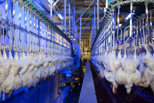 Conveyor with broiler chickens on the production line for chicken meat production. Food industry