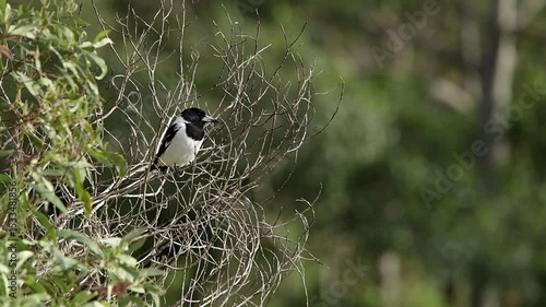 Pied butcherbird resting in a tree at Gold Creek Reservoir, located in Brookfield, Brisbane, Queensland.