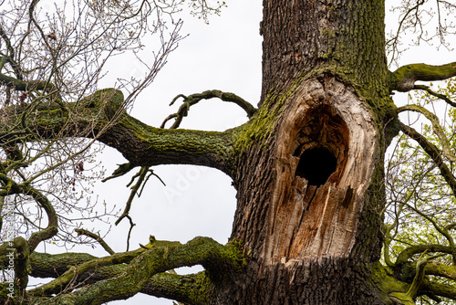 Large hollow tree trunk with moss-covered branches
