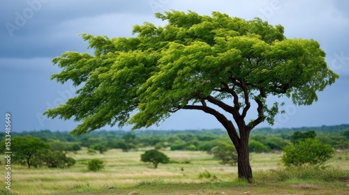 Wallpaper Mural Majestic tree standing tall in lush landscape nature photography open field overcast sky Torontodigital.ca