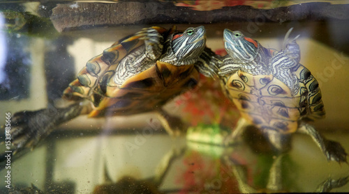 red eared slider turtle pet