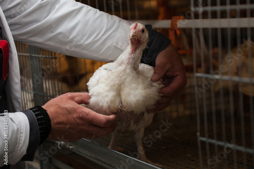 A man holds a broiler chicken. Broiler chickens in a cage, raised in a chicken meat production facility. Food industry