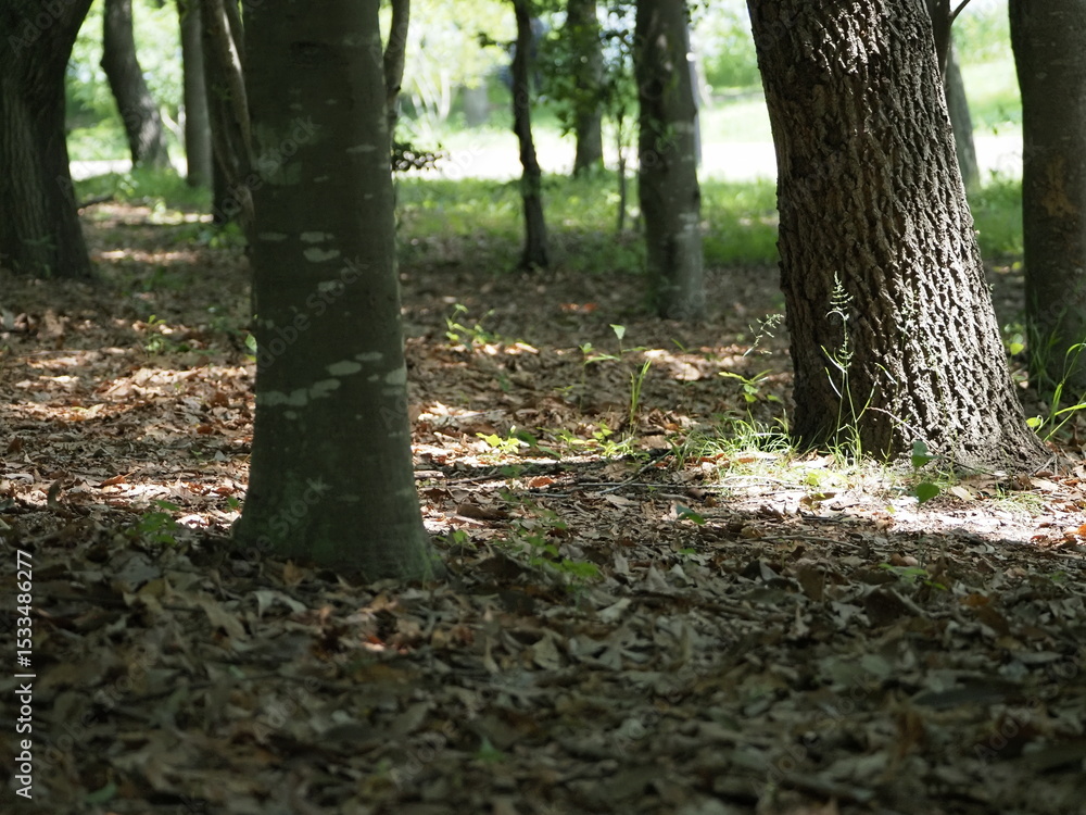 Obraz premium 木漏れ日