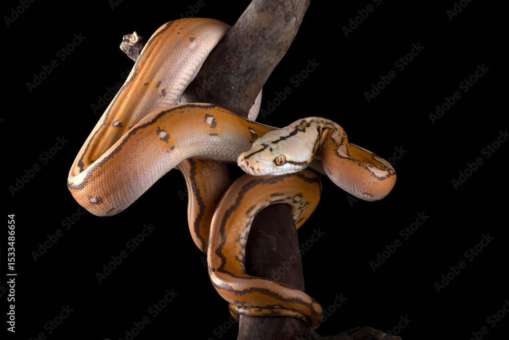 Fototapeta premium Tiger head albino python on a black background 