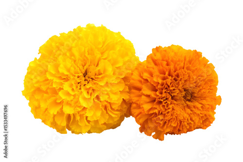 marigold flowers cempasuchil for day of the dead isolated on white background PNG,ai generated