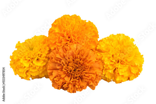 marigold flowers cempasuchil for day of the dead isolated on white background PNG,ai generated