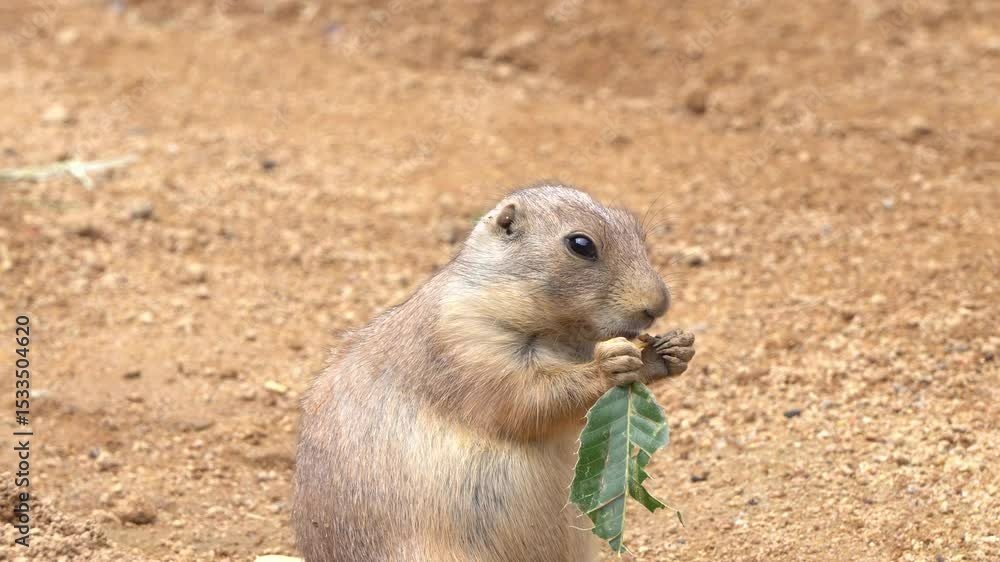 Prairie dog, Eat Prairie dog, Eat
