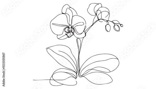 Continuous one single minimal line drawing Orchid flower