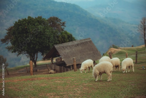 Flock of Sheep Grazing in Mountain Pasture with Wooden Hut in Background