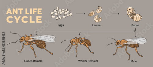 illustration of ant life cycle diagram