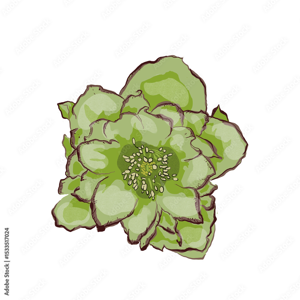 Obraz premium Hellebore