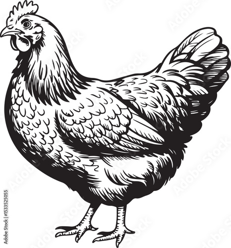 hen chicken sketch vintage farm animal illustration detailed drawing clipart