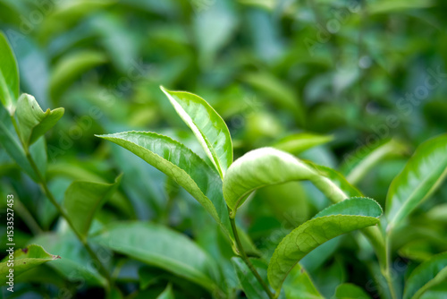 Close-Up of Green Tea Leaves in Garden