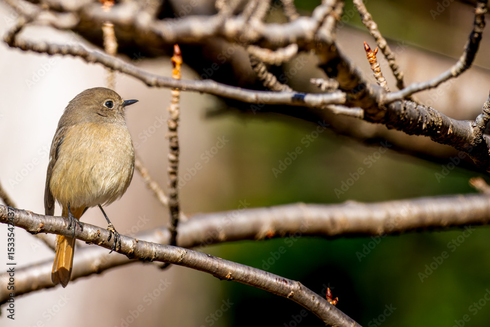 Obraz premium 枝にとまるジョウビタキのメス
