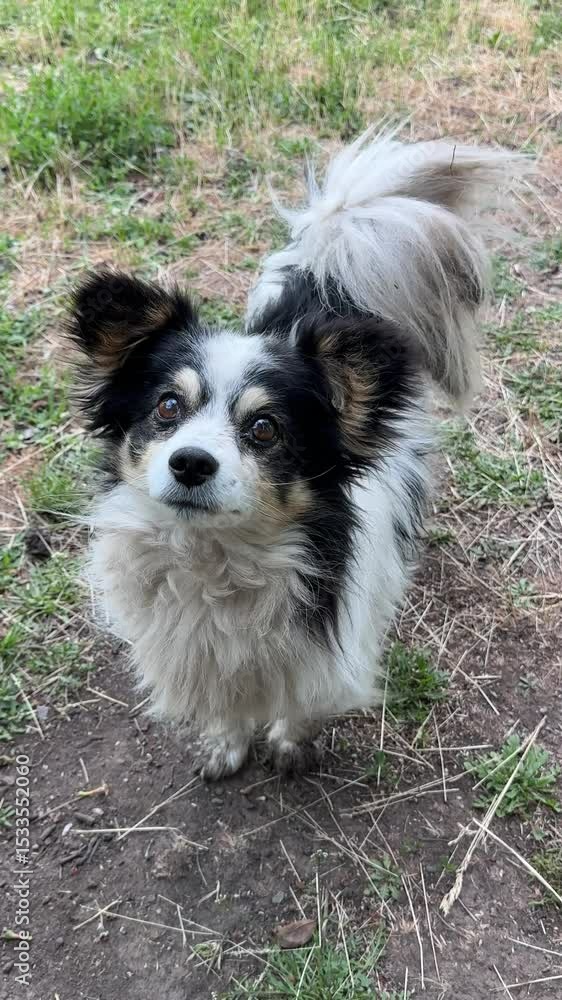 Cute dog with fluffy ears, vertical video. Cute dog with fluffy ears, vertical video.
