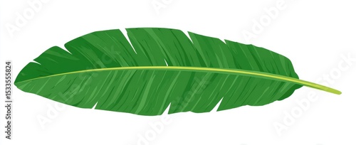 Single, vibrant green banana leaf, long & slender, with prominent midrib and parallel veins, isolated on white