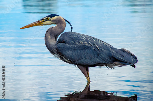 Great Blue Heron in Calm Water