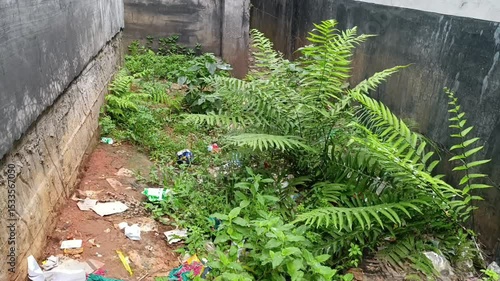 Overgrown Alleyway with Litter and Vegetation Urban Decay and Neglect