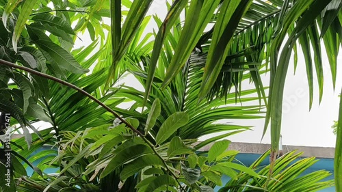 Lush Green Tropical Foliage A Vibrant Display of Nature's Beauty